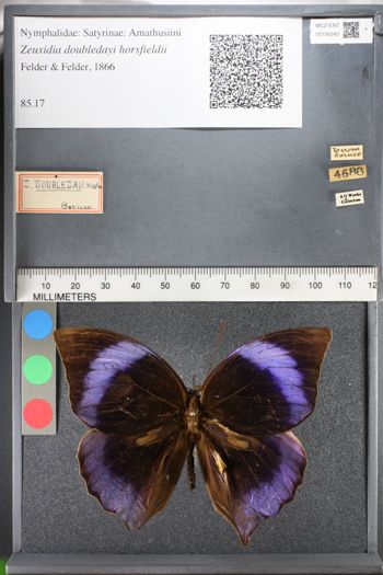 Media type: image;   Entomology 106243